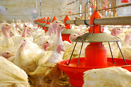 Bild -- gefluegelproduktion_puten01